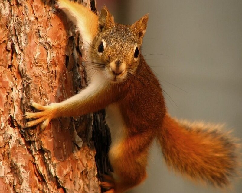 Red Squirrel Climbing Tree — Brown, Curious, Photograph, Tree Bark, Orange