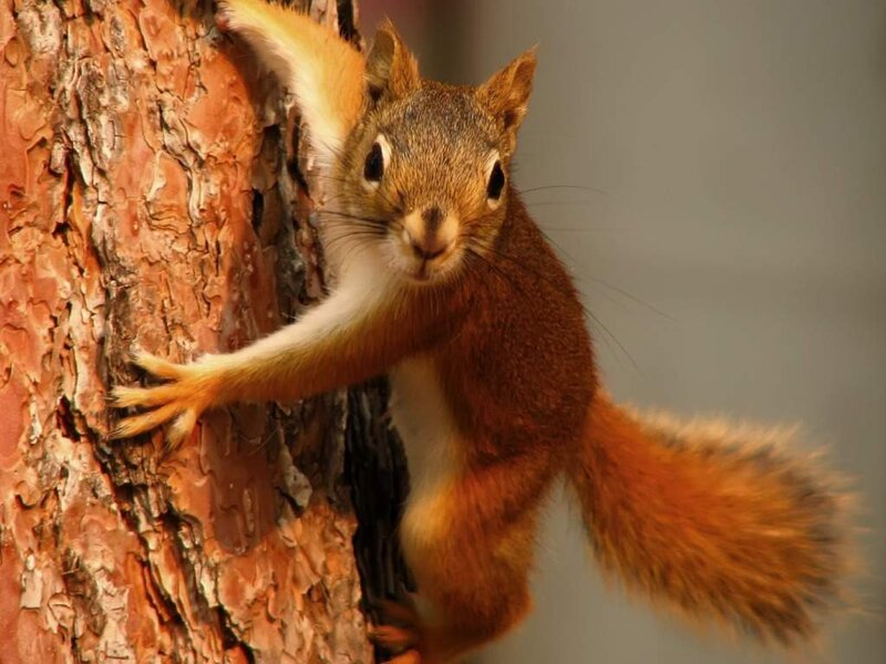 Red Squirrel Climbing Tree — Brown, Curious, Photograph, Tree Bark