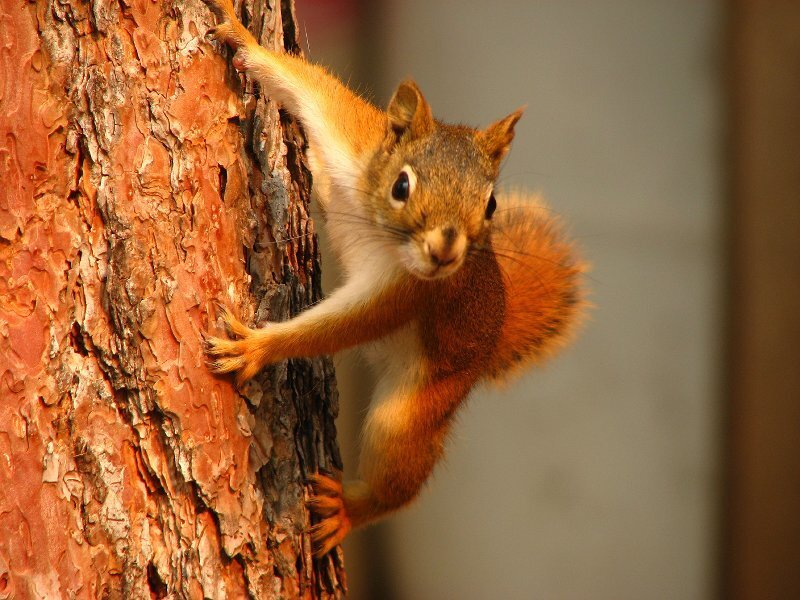 Red Squirrel Climbing Tree — Brown, Curious
