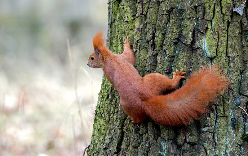 Red Squirrel Climbing Tree — Brown, Natural, Autumn