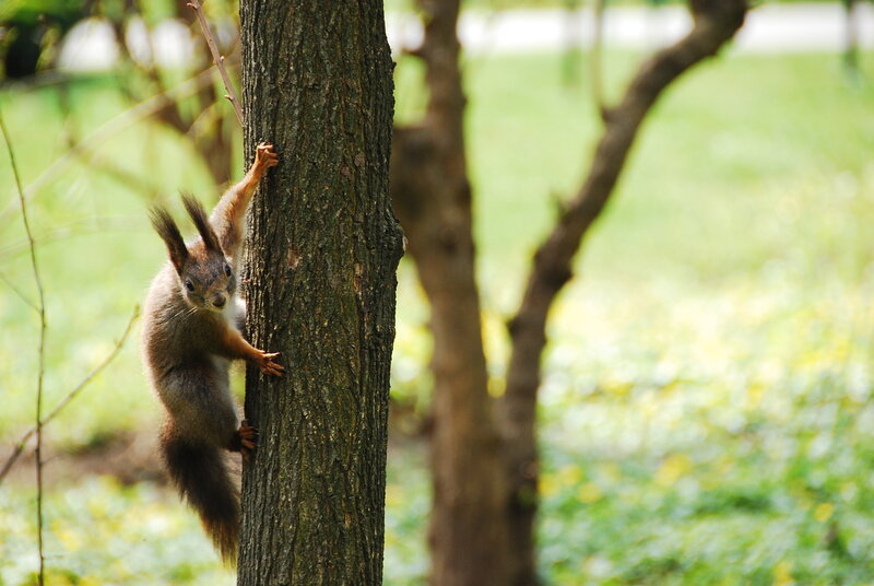 Red Squirrel Climbing Tree — Brown, Natural