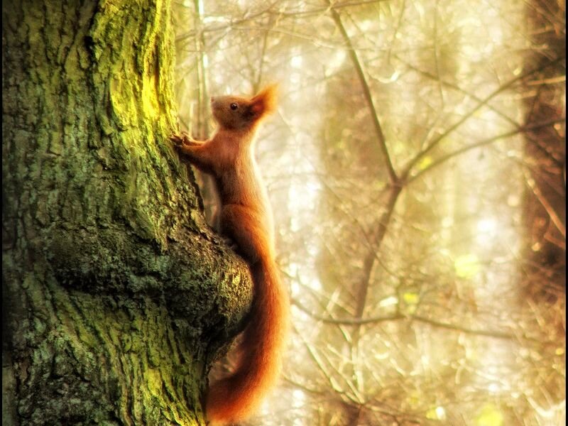 Red Squirrel Climbing Tree — Brown, Serene