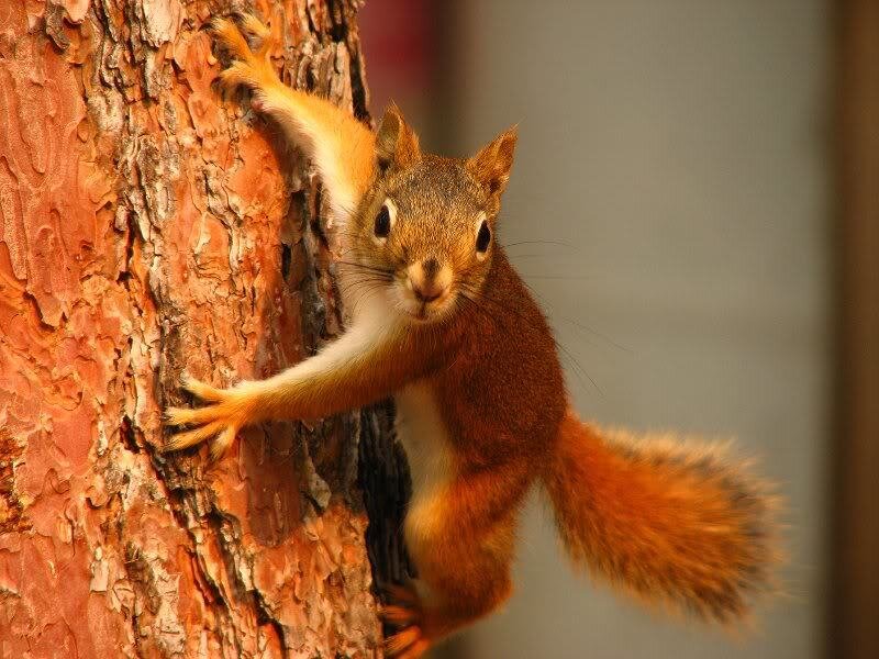 Red Squirrel Climbing Tree — Brown