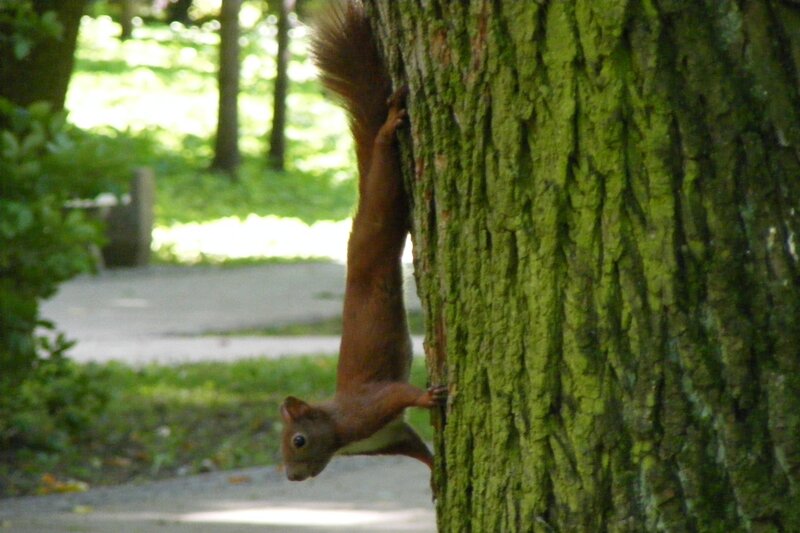 Red Squirrel Climbing Tree — Green