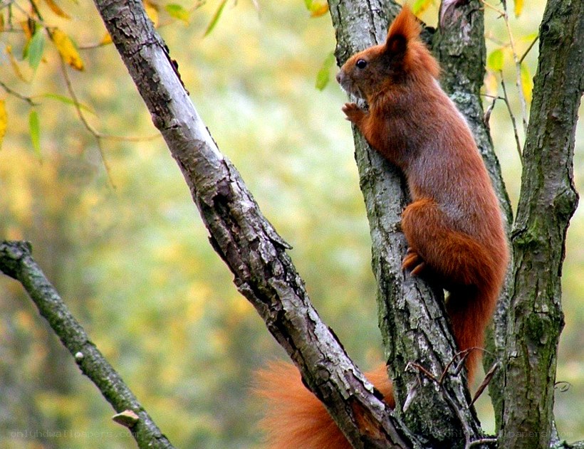 Red squirrel climbing tree