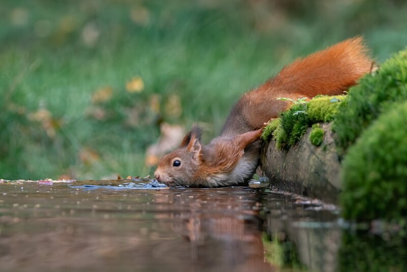 Red Squirrel Drinking Water — Brown, Calm, Morning
