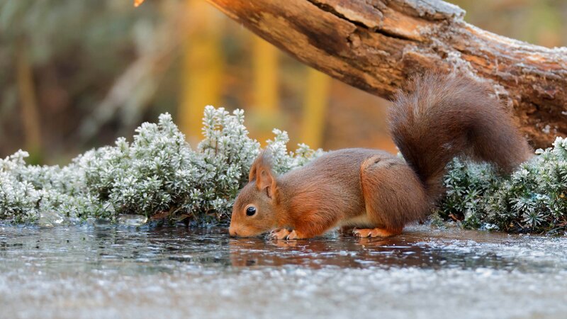 Red Squirrel Drinking Water — Brown, Calm
