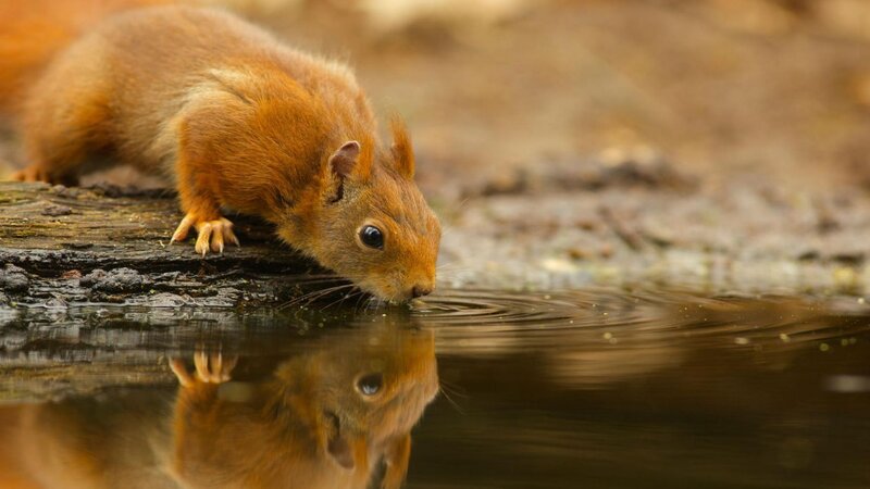 Red Squirrel Drinking Water — Brown