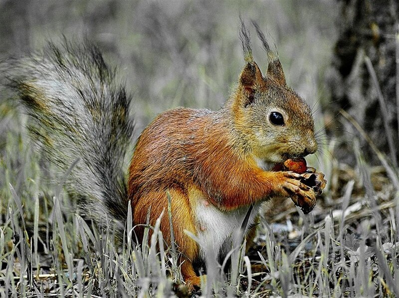 Red squirrel eating a nut