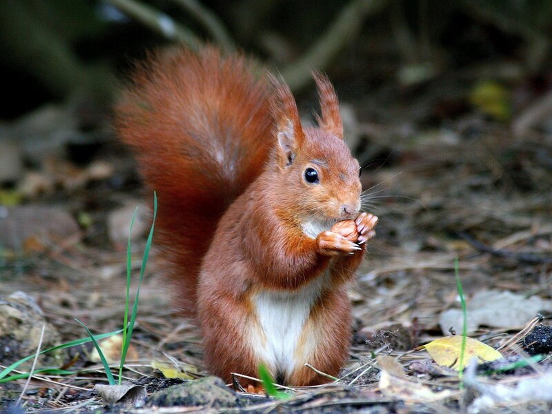 Red squirrel eating a nut