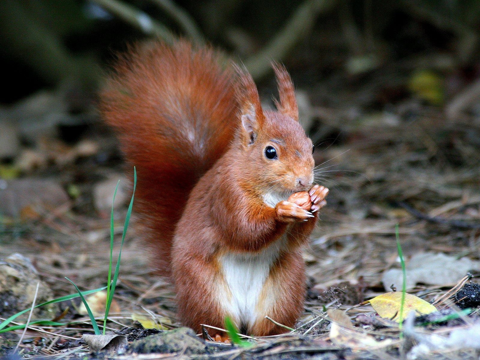 Red squirrel eating a nut