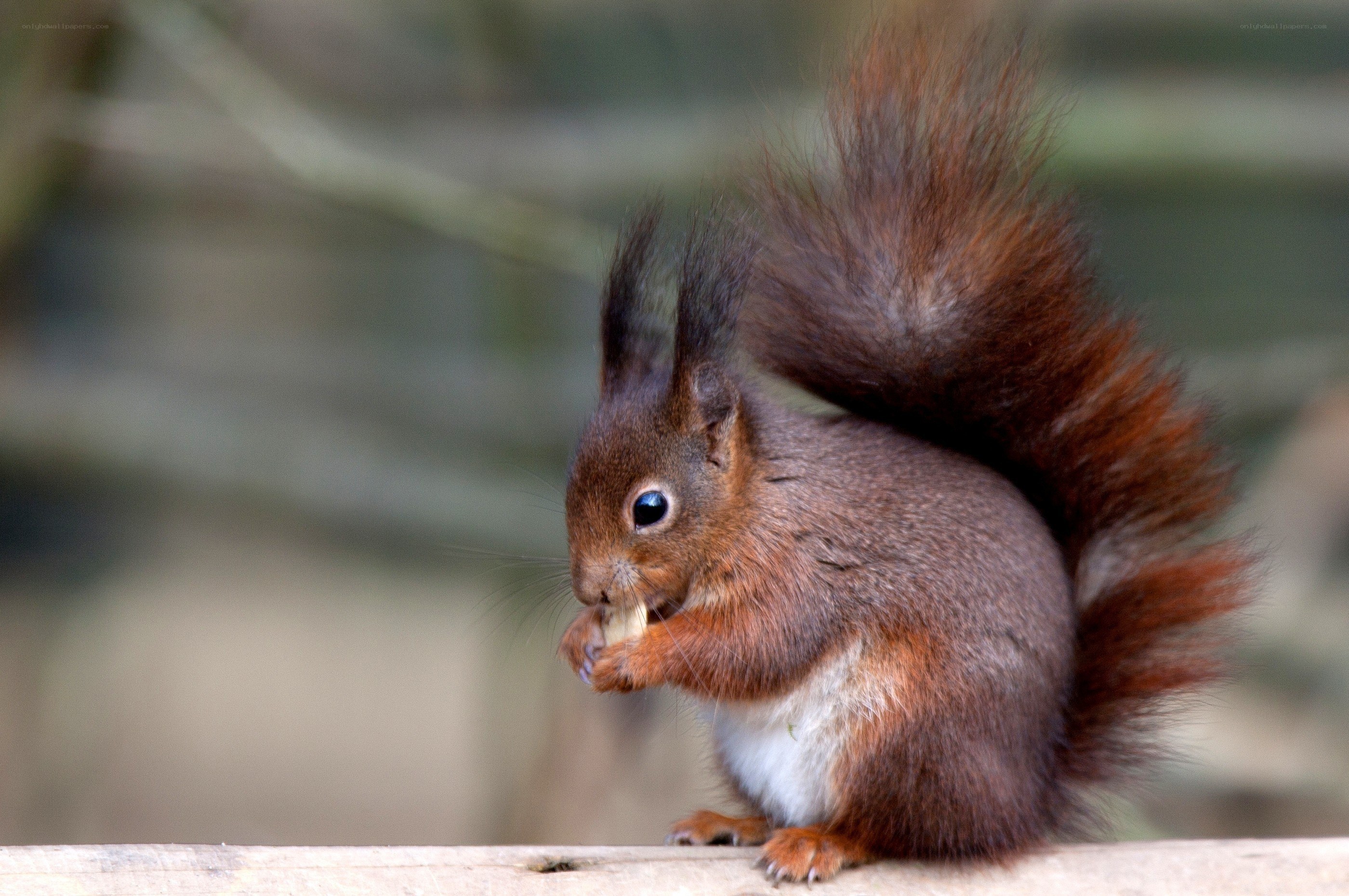 Red squirrel eating a nut