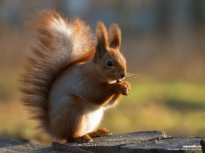 Red squirrel eating a nut