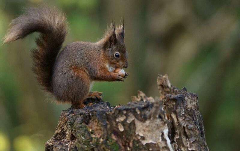 Red squirrel eating a nut