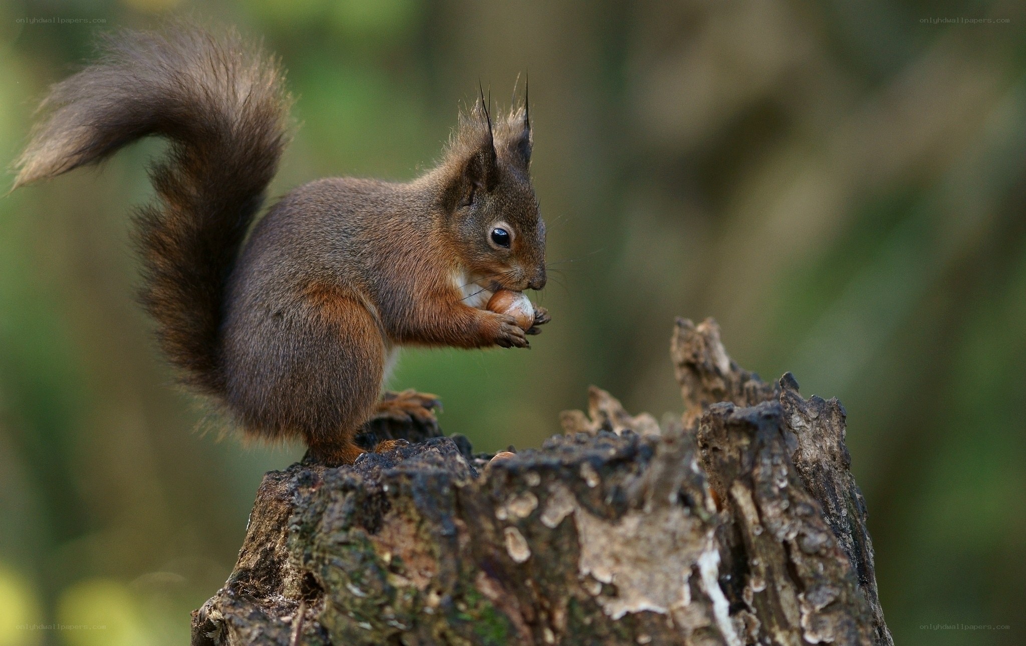 Red squirrel eating a nut