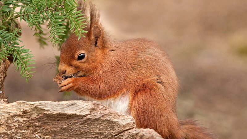 Red squirrel eating a nut