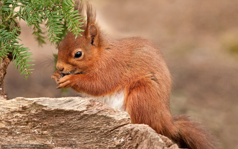 Red squirrel eating a nut