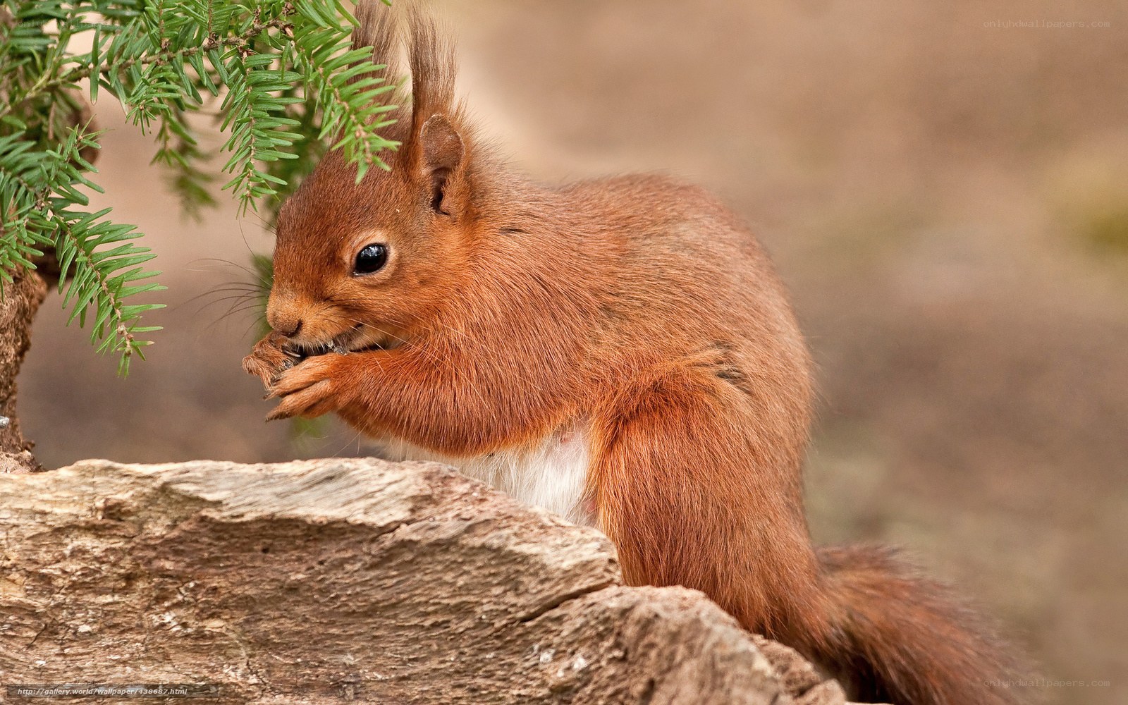Red squirrel eating a nut