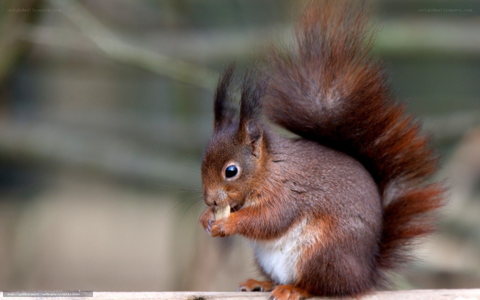 Red squirrel eating a nut