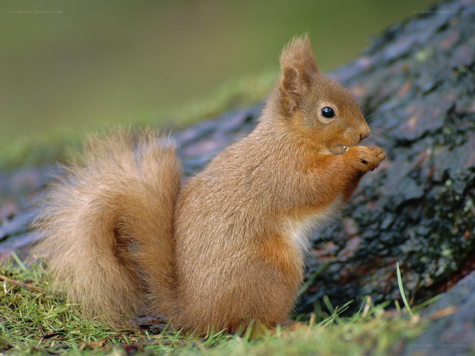 Red squirrel eating a nut