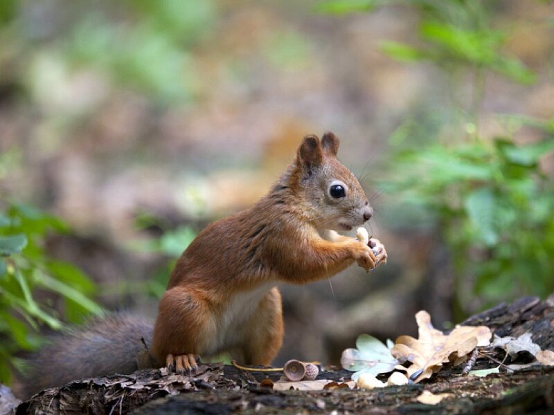 Red Squirrel Eating Acorn