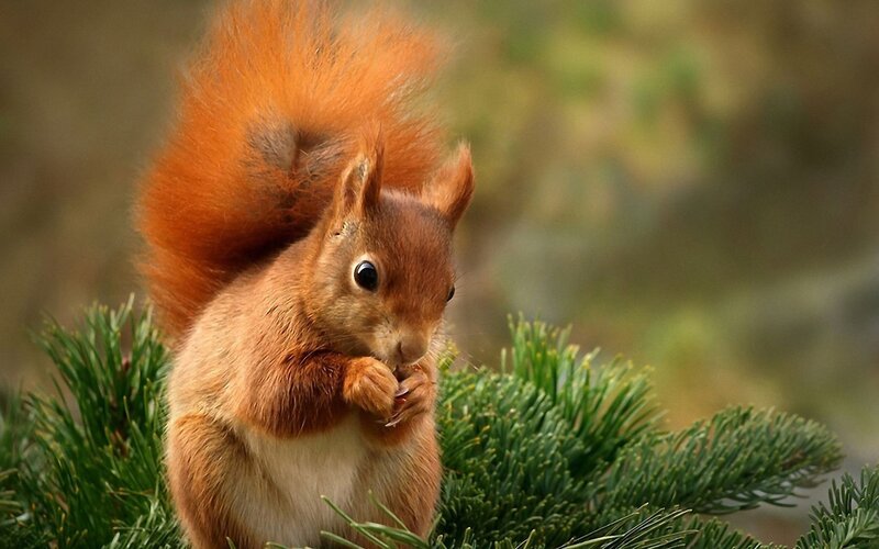 Red Squirrel Eating — Afternoon