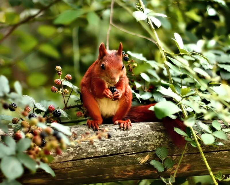 Red Squirrel Eating Berries — Natural