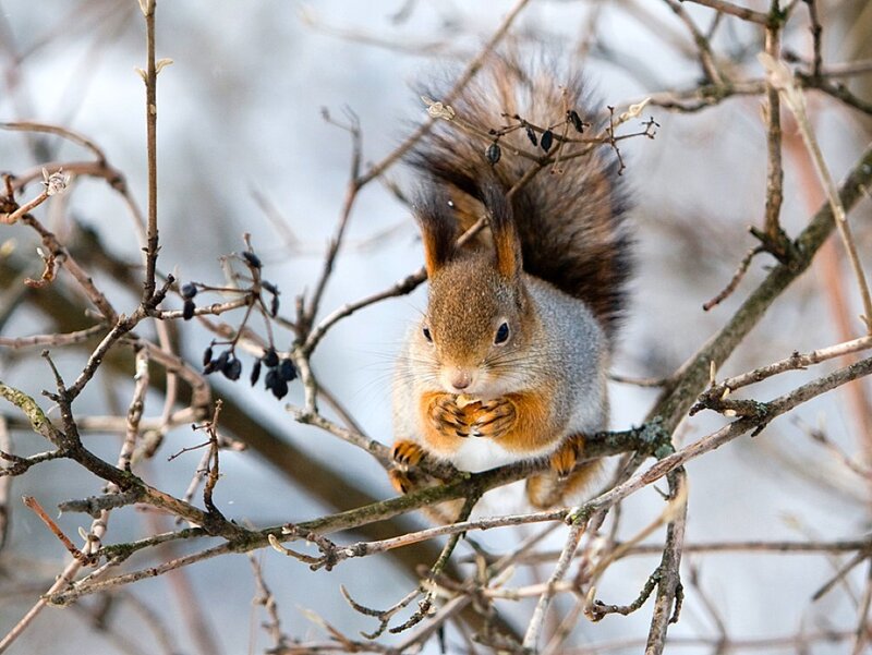 Red Squirrel Eating Berries