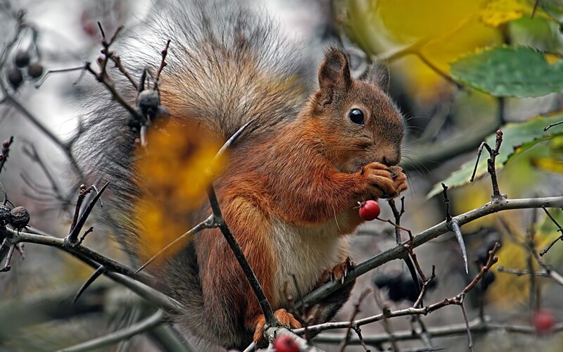 Red Squirrel Eating Berry — Brown, Natural