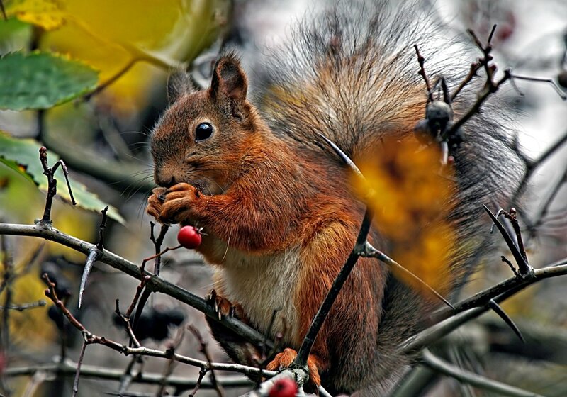 Red Squirrel Eating Berry — Brown