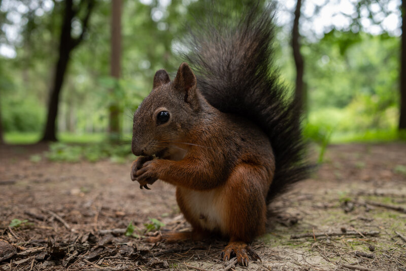 Red Squirrel Eating — Brown, Calm, Afternoon, Photograph, Forest
