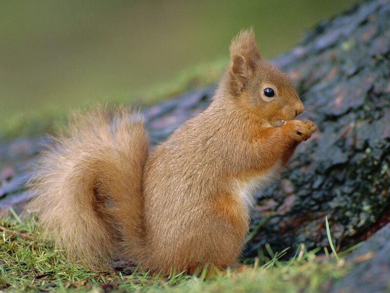 Red Squirrel Eating — Brown, Calm, Afternoon, Photograph, Grass
