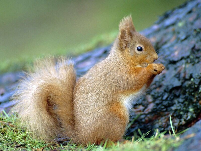 Red Squirrel Eating — Brown, Calm, Afternoon, Photograph, Grass, Tree Trunk