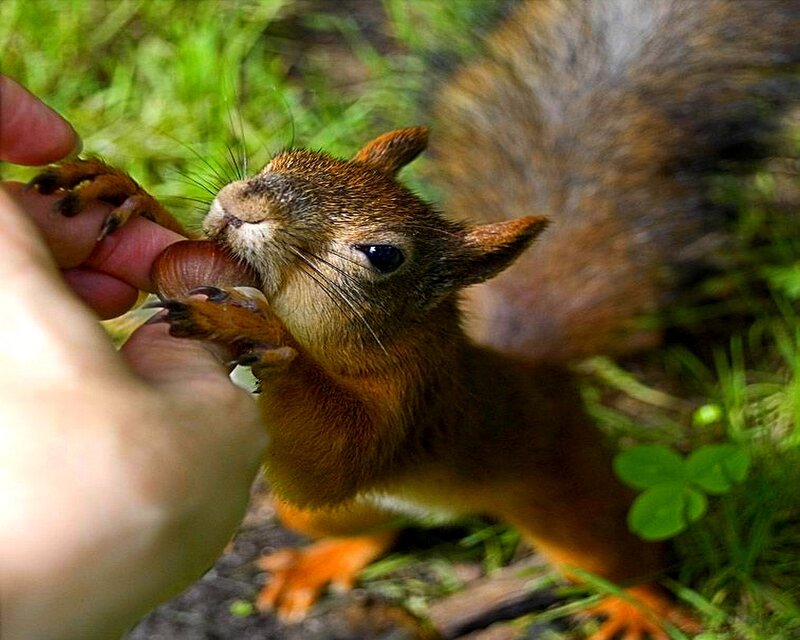 Red Squirrel Eating — Brown, Calm, Afternoon, Photograph, Hand