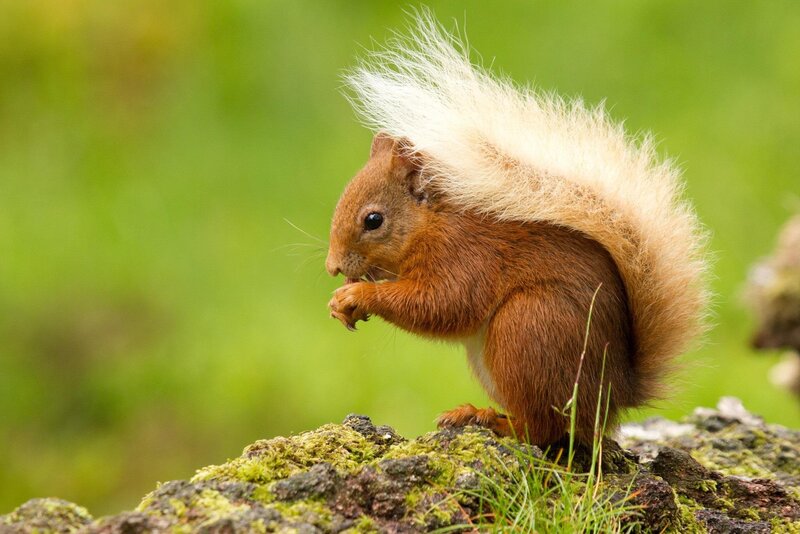 Red Squirrel Eating — Brown, Calm, Afternoon, Photograph, Moss