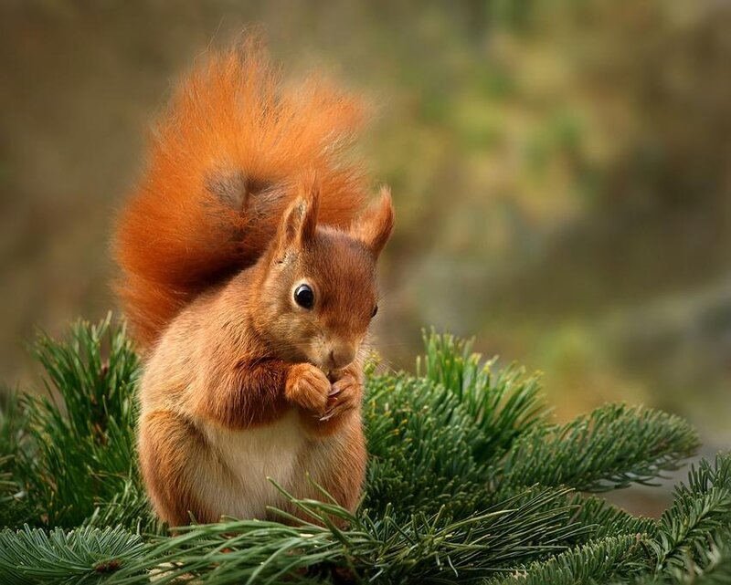 Red Squirrel Eating — Brown, Calm, Afternoon, Photograph, Pine Needles