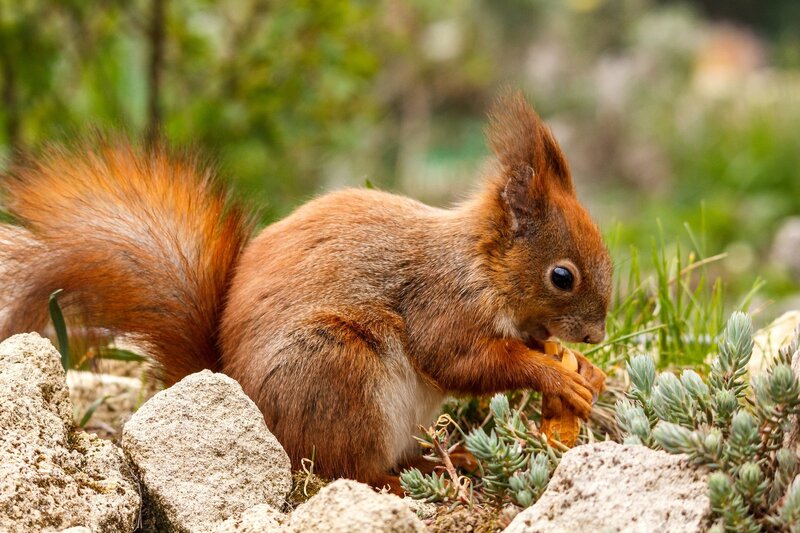 Red Squirrel Eating — Brown, Calm, Afternoon, Photograph, Rocks
