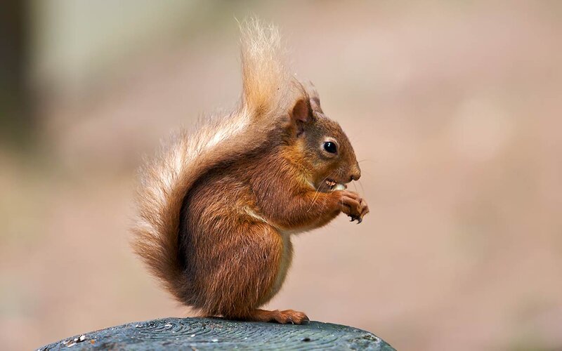 Red Squirrel Eating — Brown, Calm, Afternoon, Photograph