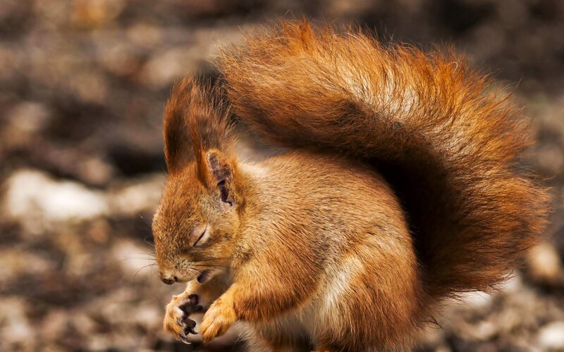 Red Squirrel Eating — Brown, Calm, Afternoon, Photograph, Tree Bark