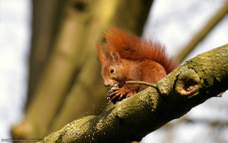 Red Squirrel Eating — Brown, Calm, Afternoon, Photograph, Tree Branch, Forest