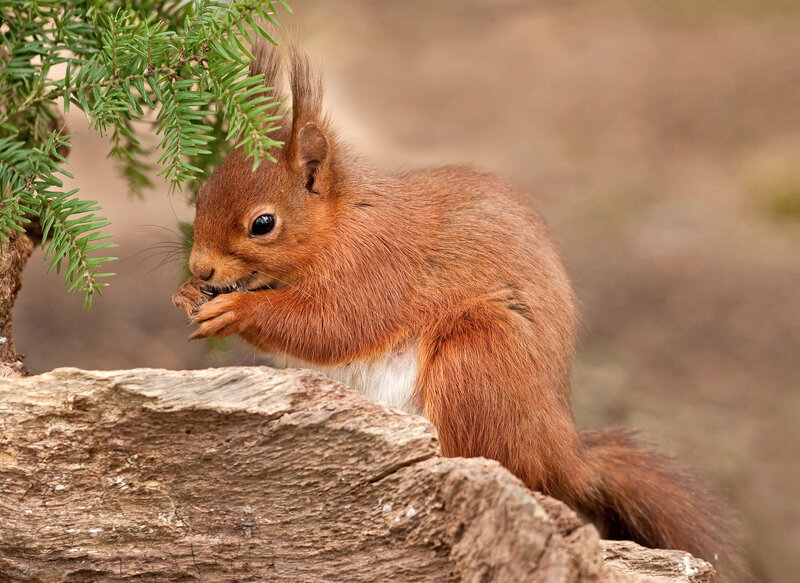 Red Squirrel Eating — Brown, Calm, Afternoon, Photograph, Tree Branch