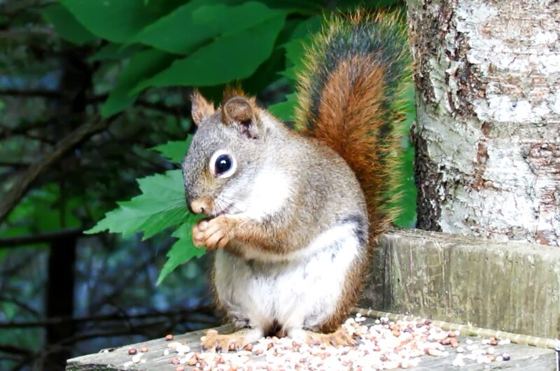Red Squirrel Eating — Brown, Calm, Afternoon, Photograph, Tree