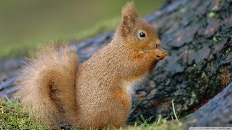 Red Squirrel Eating — Brown, Calm, Afternoon, Photograph, Tree Trunk, Grass
