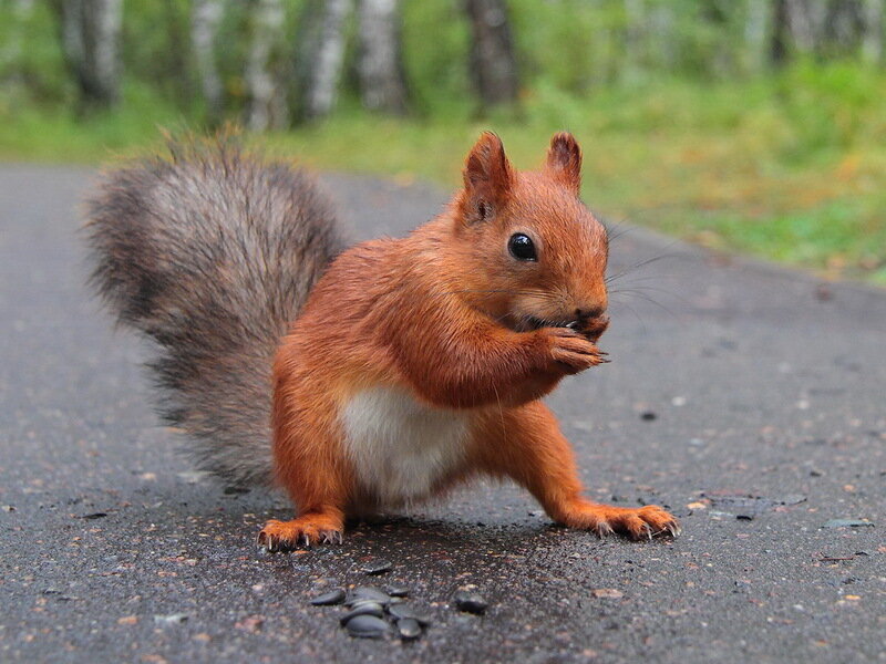 Red Squirrel Eating — Brown, Calm, Afternoon