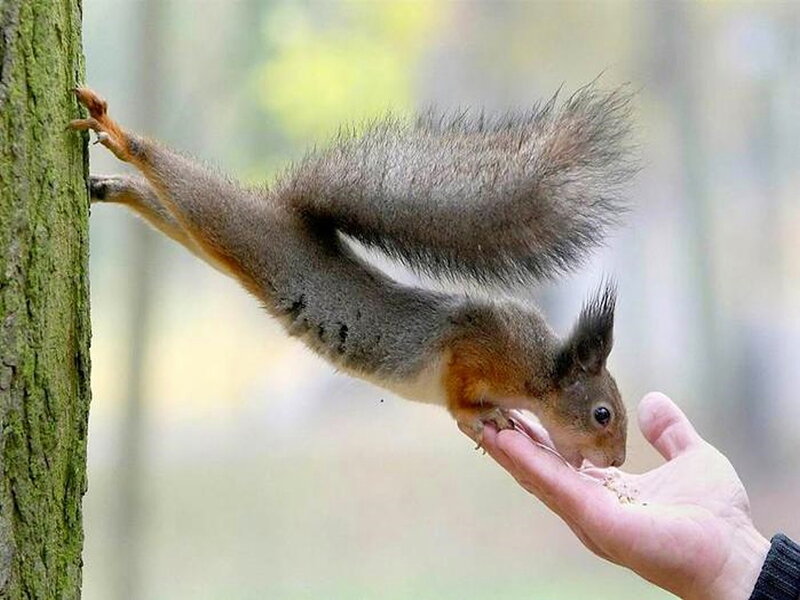 Red Squirrel Eating — Brown, Calm, Autumn, Photograph, Hand, Tree, Forest