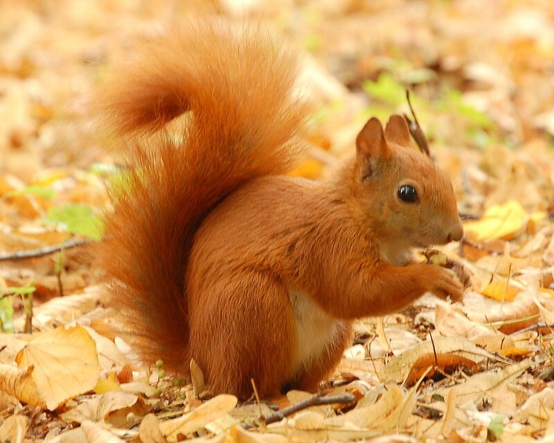 Red Squirrel Eating — Brown, Calm, Autumn, Photograph, Leaves, Forest Floor