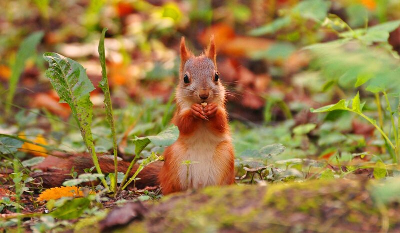 Red Squirrel Eating — Brown, Calm, Autumn, Photograph, Leaves, Plants