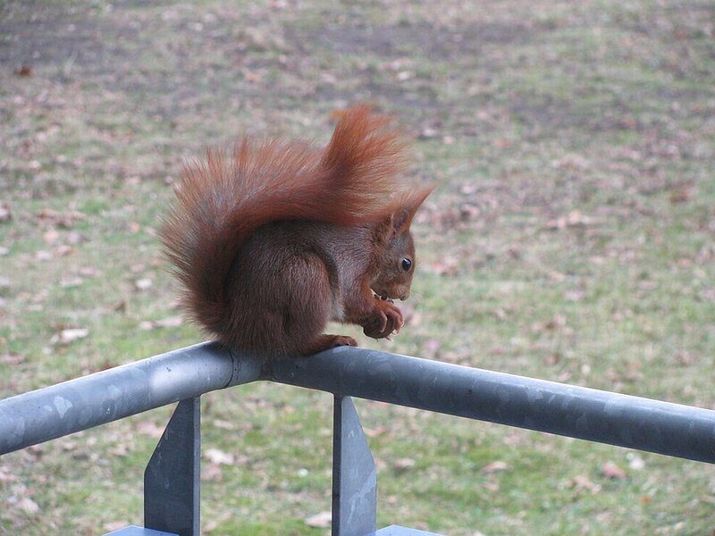 Red Squirrel Eating — Brown, Calm, Autumn, Photograph, Rail