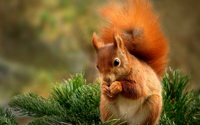 Red Squirrel Eating — Brown, Calm, Autumn, Photograph