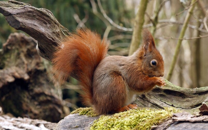 Red Squirrel Eating — Brown, Calm, Autumn, Photograph, Tree Branch